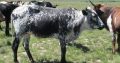 Nguni cattle & bulls