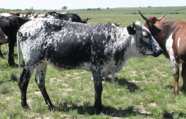 Nguni cattle & bulls