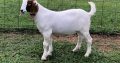 For Selling Boer goats