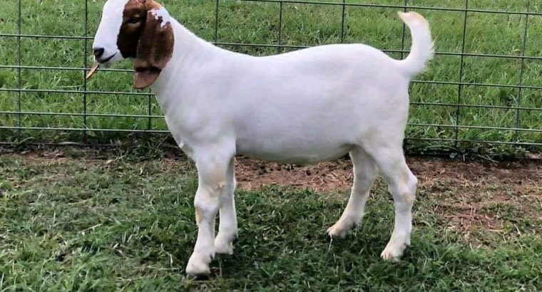 For Selling Boer goats