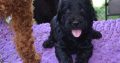 For Selling Cavoodle Puppies Miniature Groodles