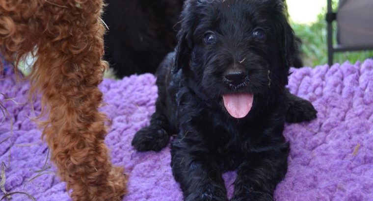 For Selling Cavoodle Puppies Miniature Groodles