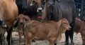 Brahma cattle & bulls