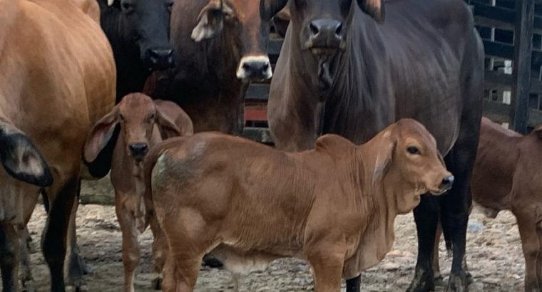 Brahma cattle & bulls