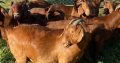 For Selling Kalahari red goats