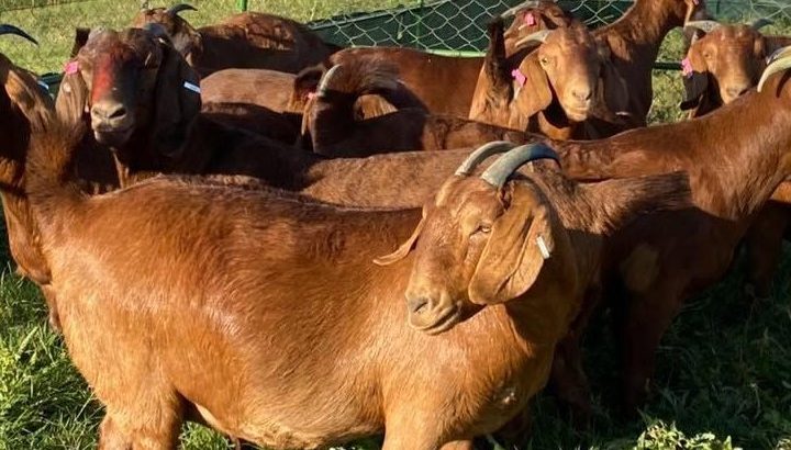 For Selling Kalahari red goats