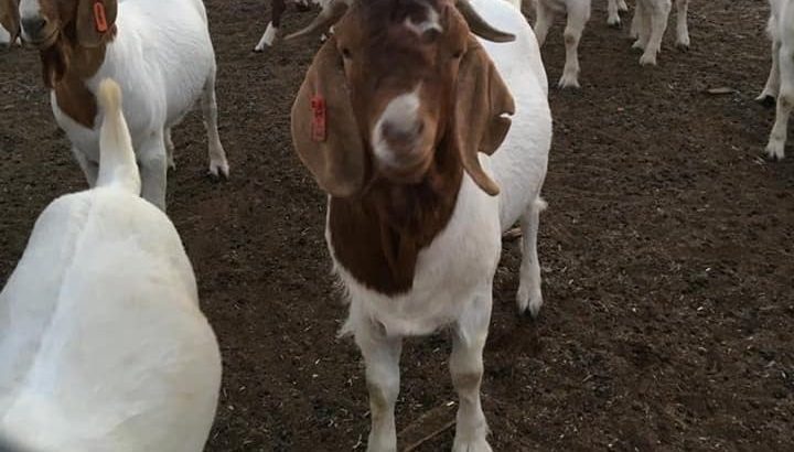 For Selling Boer goats