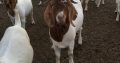 For Selling Boer goats