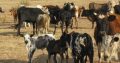 Nguni cattle & bulls