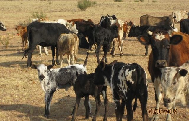 Nguni cattle & bulls