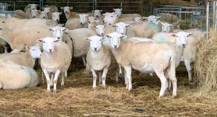 For Selling Live Sheep