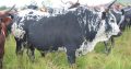 Nguni cattle & bulls