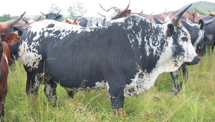 Nguni cattle & bulls