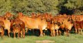 Brahma cattle & bulls