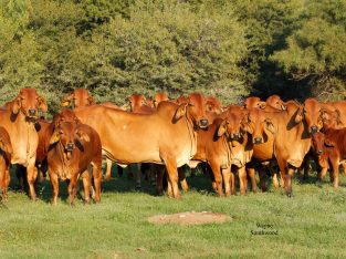 Brahma cattle & bulls