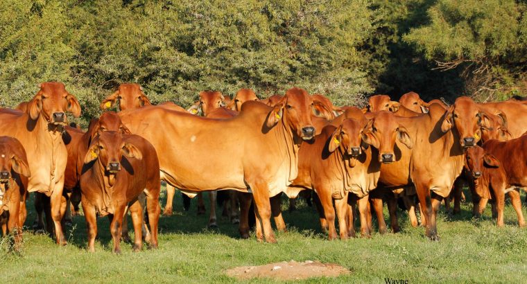 Brahma cattle & bulls
