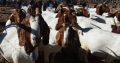 For Selling Boer goats