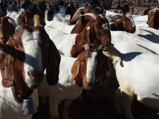 For Selling Boer goats