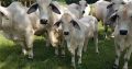 Brahma cattle & bulls