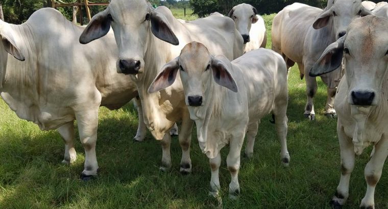 Brahma cattle & bulls