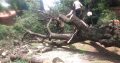 MTS TREE FELLING AND PROJECTS