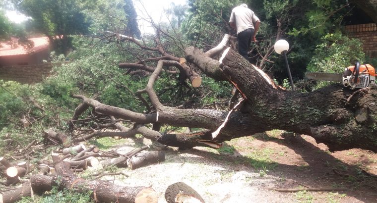 MTS TREE FELLING AND PROJECTS