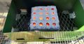 Bio Brick
