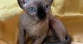 Adorable Sphynx Kitten for Your Loving Home