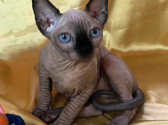 Adorable Sphynx Kitten for Your Loving Home