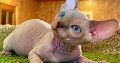 Adorable Sphynx Kitten for Your Loving Home