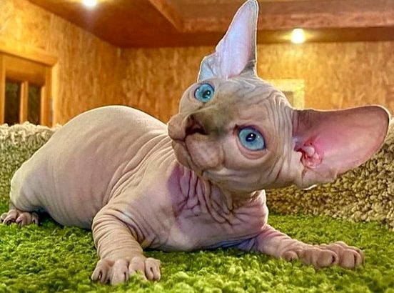 Adorable Sphynx Kitten for Your Loving Home