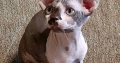 Adorable Sphynx Kitten for Your Loving Home
