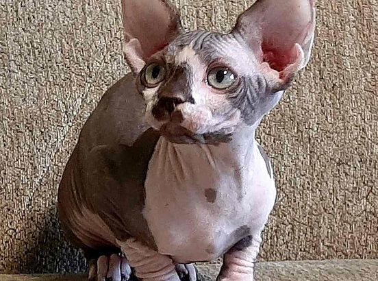 Adorable Sphynx Kitten for Your Loving Home