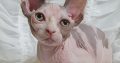 Adorable Sphynx Kitten for Your Loving Home