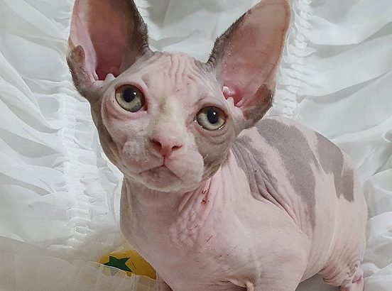 Adorable Sphynx Kitten for Your Loving Home