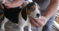 Gorgeous Beagle puppies 8 to 9 weeks old ready to have new parent