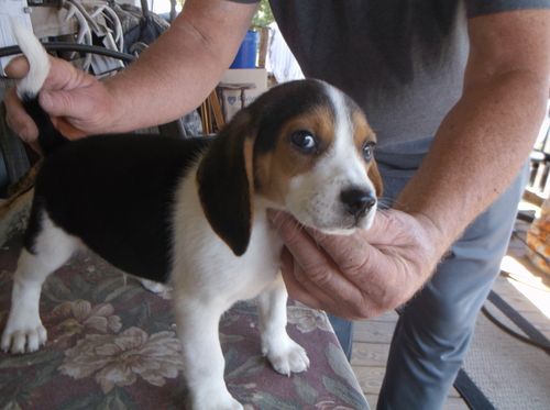 Gorgeous Beagle puppies 8 to 9 weeks old ready to have new parent