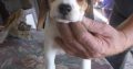 Gorgeous Beagle puppies 8 to 9 weeks old ready to have new parent