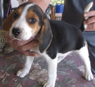 Gorgeous Beagle puppies 8 to 9 weeks old ready to have new parent