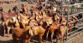 For Selling Kalahari red goats