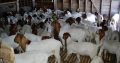 For Selling Boer goats