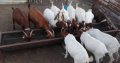 For Selling Boer goats