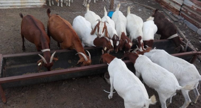 For Selling Boer goats