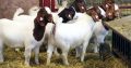 For Selling Boer goats