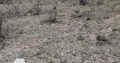 PRIME 24 1/8 ACRES PLOTS FOR SALE AT OASIS MIRERA, NAIVASHA (Land