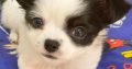 Chihuahua puppies for sale.