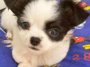 Chihuahua puppies for sale.