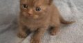 Beautiful Males and females British Short-hair registered pedigre