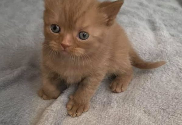 Beautiful Males and females British Short-hair registered pedigre