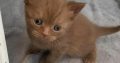 Beautiful Males and females British Short-hair registered pedigre